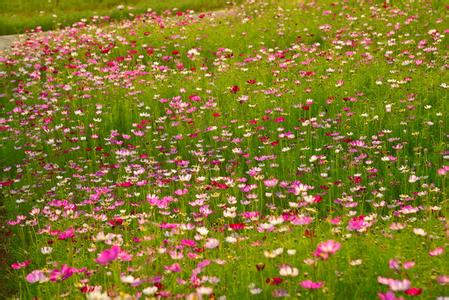 ��Ұ���� ����ʤ��